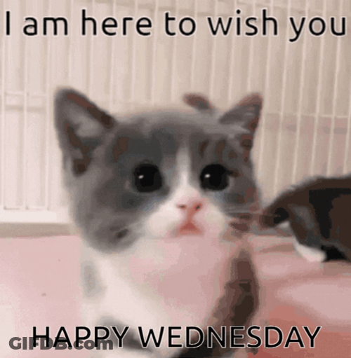 Cute Kitten Wednesday Morning GIF