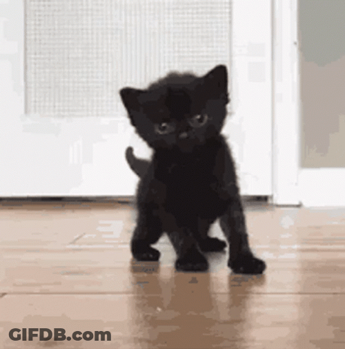 Cute Kitten Wobbly Walk GIF