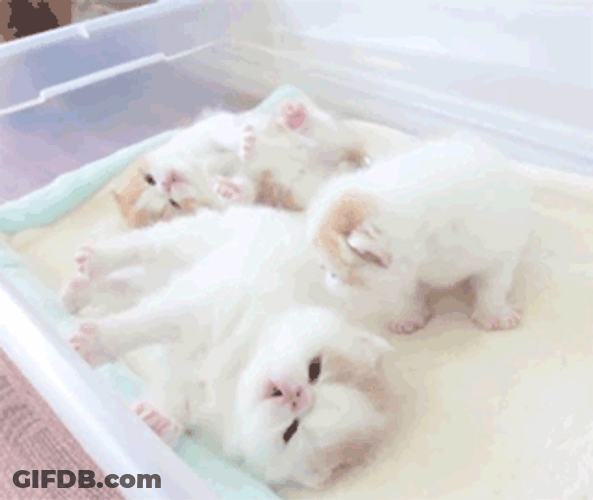 Cute Kittens Begging GIF
