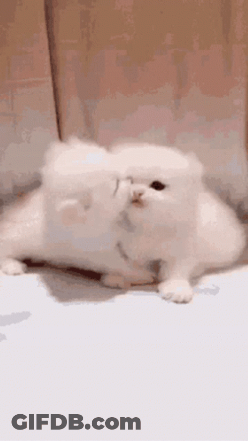 Cute Kittens Big Kiss GIF