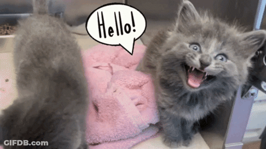 Cute Kittens Greeting Hello GIF