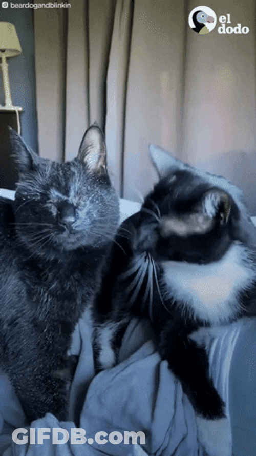 Cute Kittens Grooming Each Other GIF
