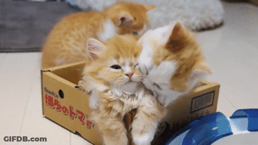 Cute Kittens Playing Rough GIF