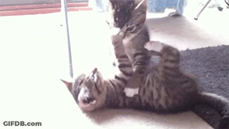 Cute Kittens Playing Wrestling GIF