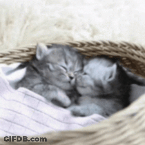 Cute Kittens Sleeping In Basket GIF
