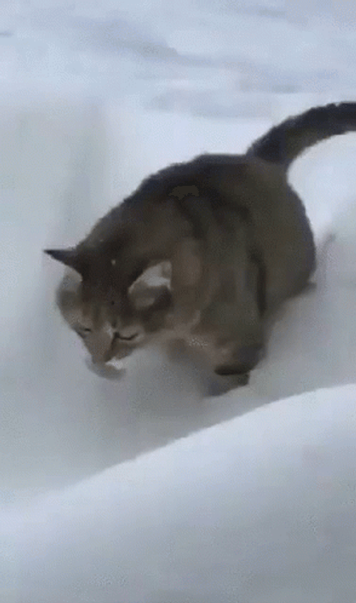 Cute Kitty Snow Stroll Disappearing GIF