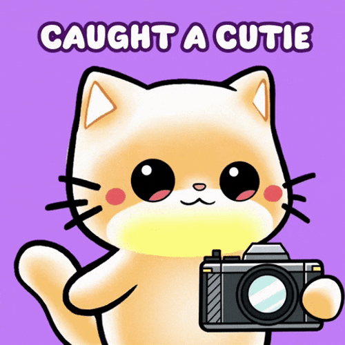Cute Kitty Taking Pictures GIF