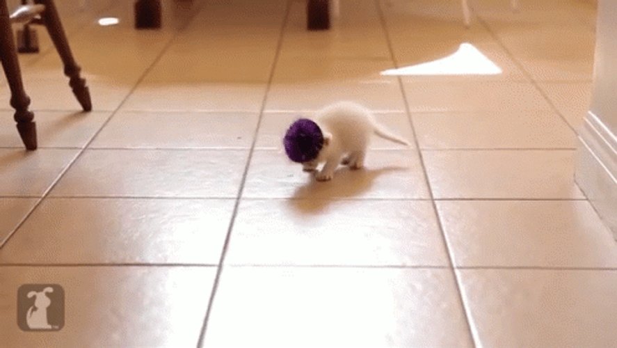 Cute Kitty Wearing Tinfoil Party Hat GIF