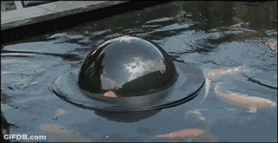 Cute Koi Fish Peeking GIF