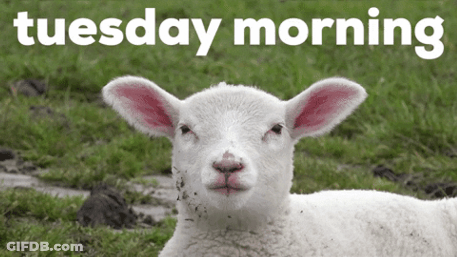 Cute Lam Chewing Good Tuesday Morning GIF