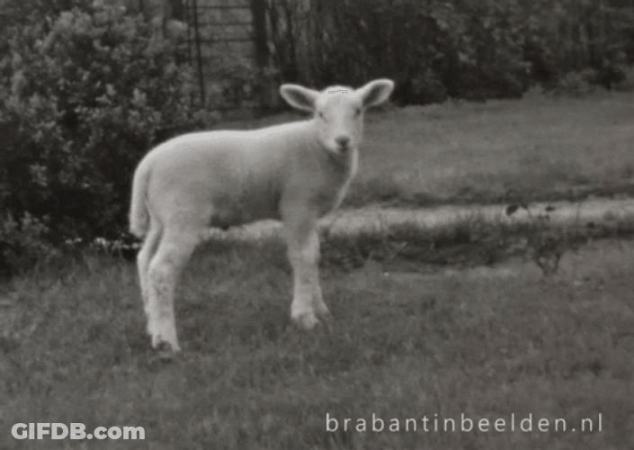 Cute Lamb Uttering Meh GIF