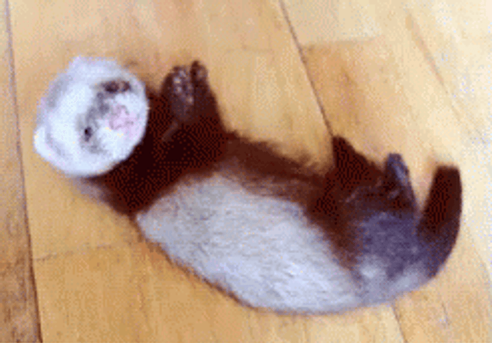 Cute Lazy Ferret GIF