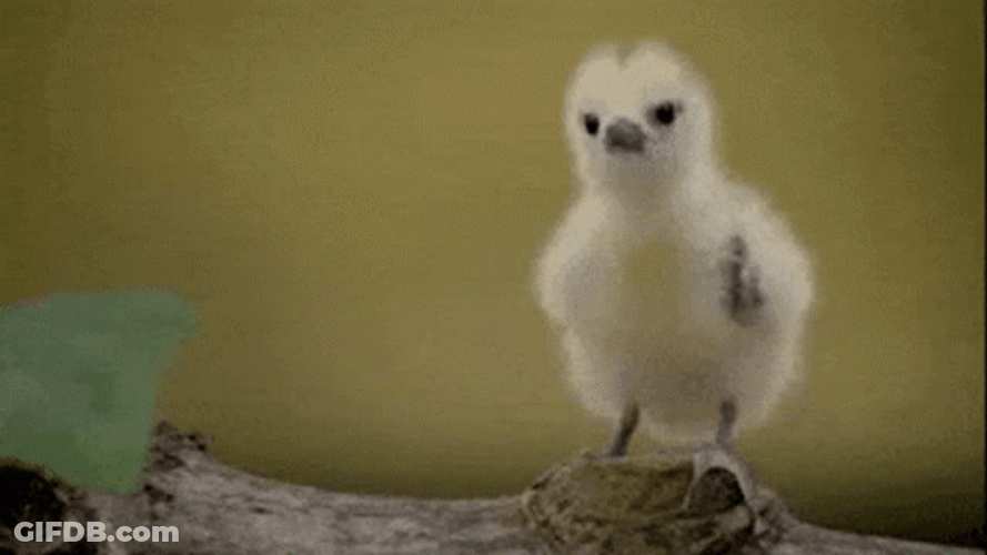 Cute Little Bird Flying GIF