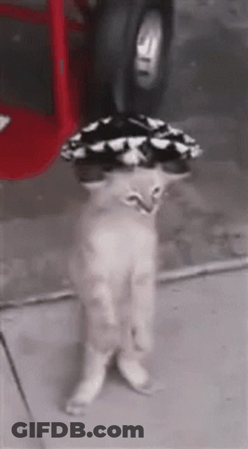 Cute Little Cat Mexican Dancing GIF
