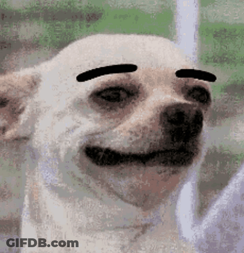 Cute Little Dog Eyebrow Raise GIF