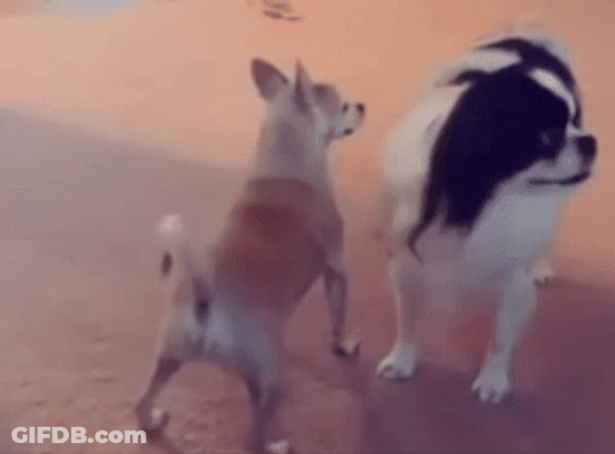 Cute Little Dog Funny Twerk GIF