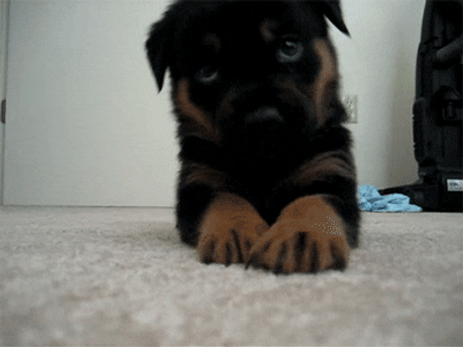 Cute Little German Shepherd GIF
