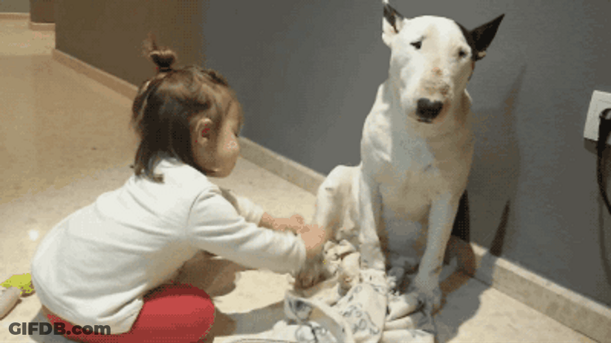 Cute Little Girl Playing With Dog GIF