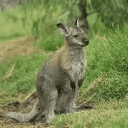 Cute Little Kangaroo GIF