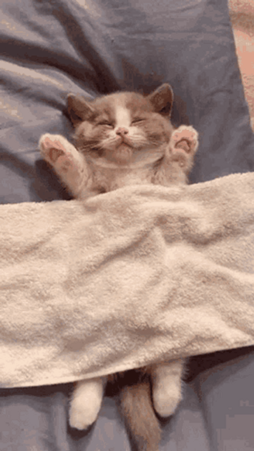Cute Little Kitten Sleeping Meme GIF