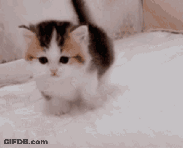 Cute Little Kitty Stumbling Walk GIF