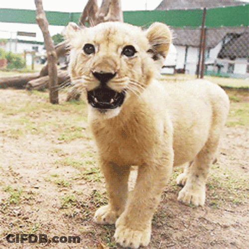 Cute Little Lion Roar GIF