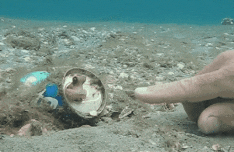 Cute Little Octopus Touches A Finger GIF