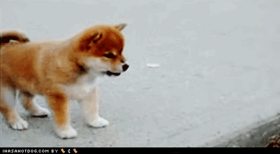 Cute Little Puppy Waving GIF