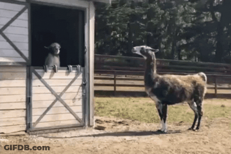 Cute Llama Interaction GIF