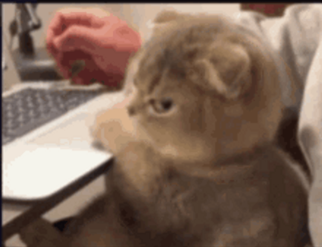 Cute Mad Cat GIF