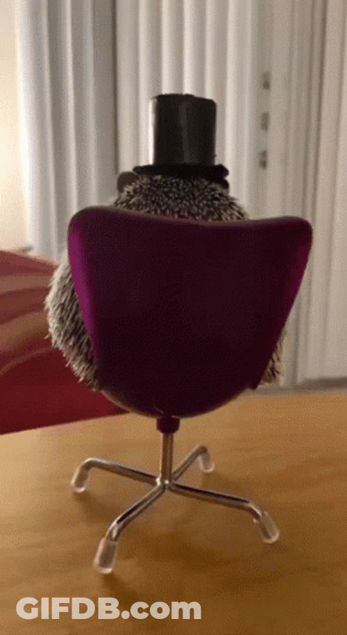 Cute Magician Hedgehog GIF