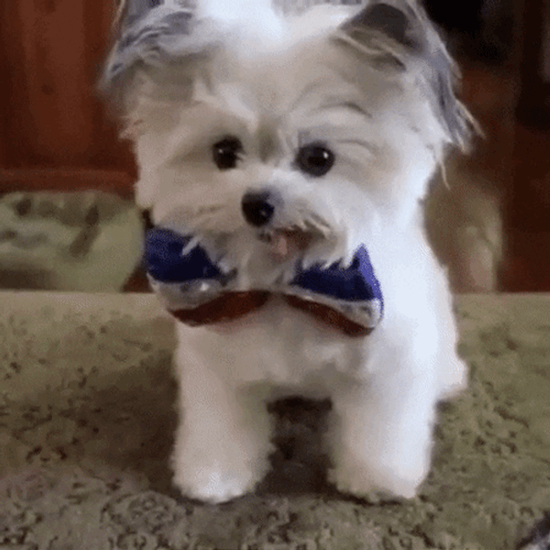 Cute Maltese Dog High Five GIF