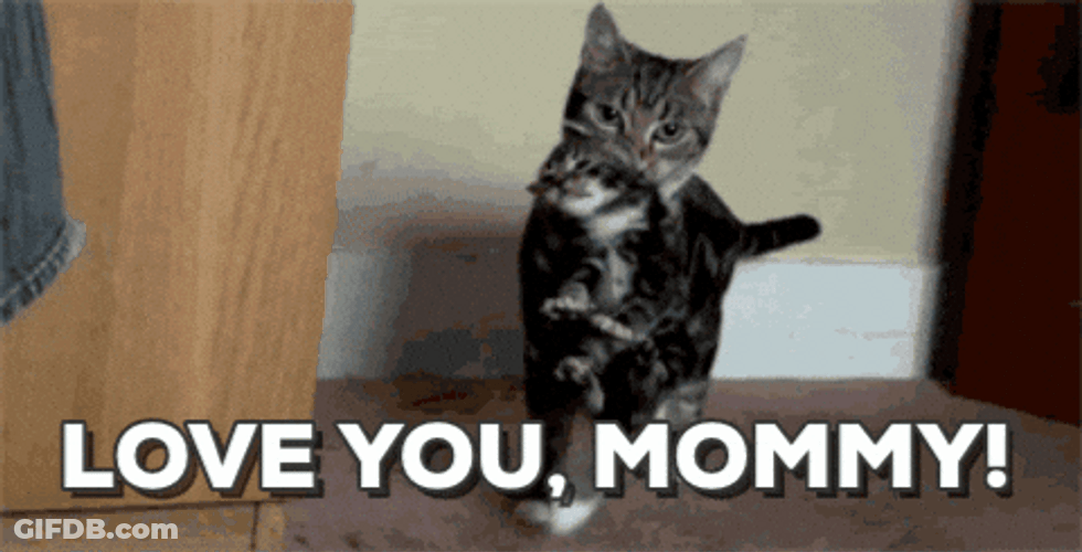 Cute Mama Cat Carrying Kitten GIF