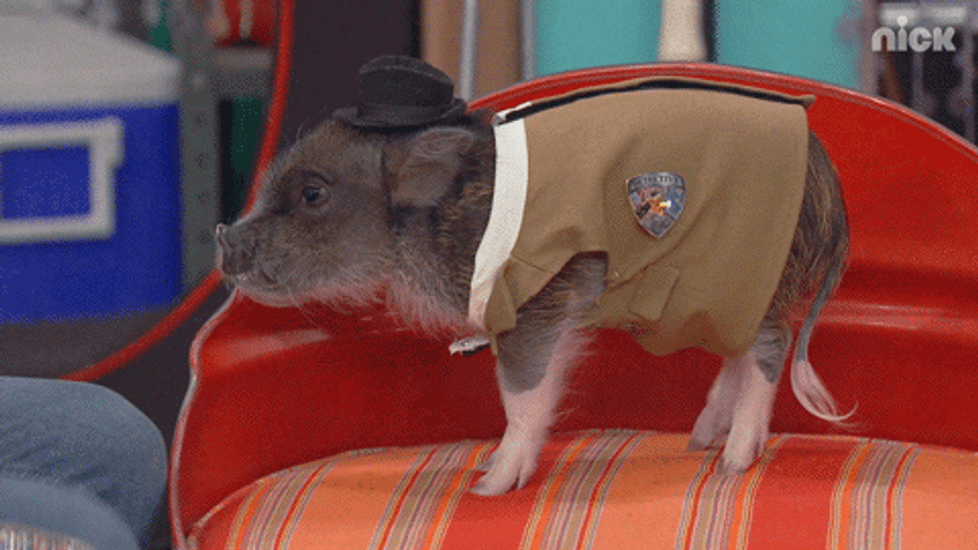 Cute Mini Pig Nose Boop Pat GIF