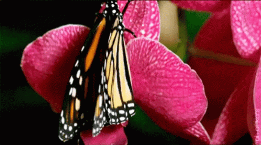 Cute Monarch Butterfly GIF