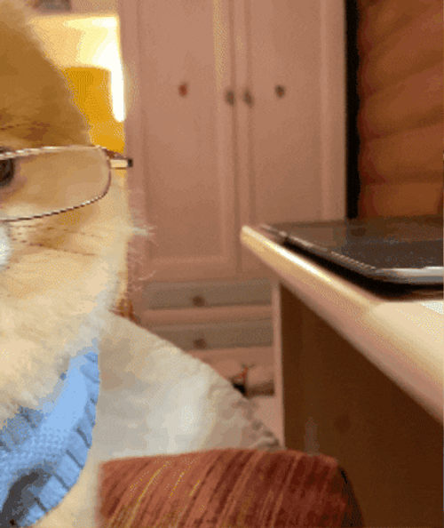 Cute Monday Cute Doggo GIF