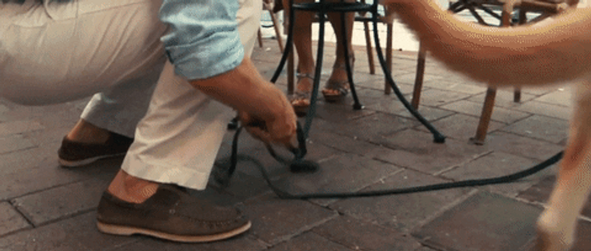 Cute Monday Dog Chase GIF