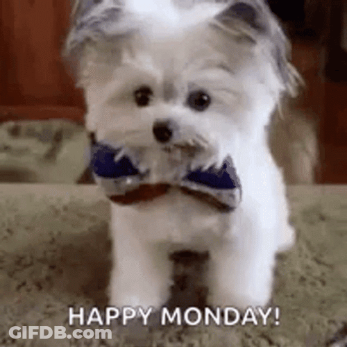 Cute Monday High Five Puppy GIF