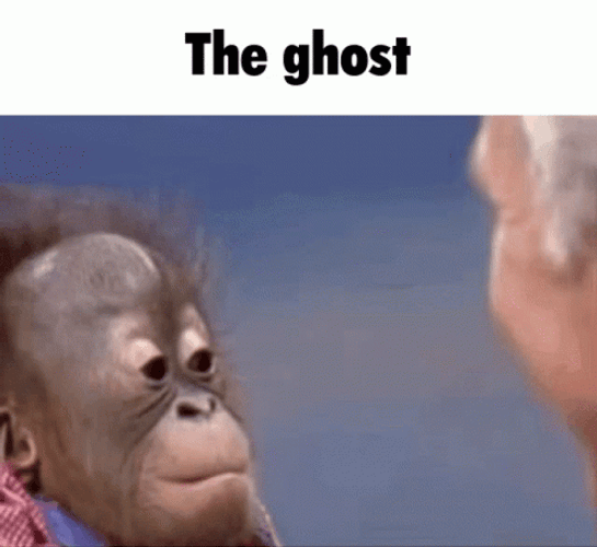 Cute Monkey Baby Orangutan Staring Meme GIF