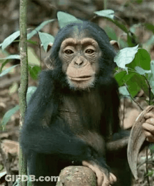 Cute Monkey Chewing GIF