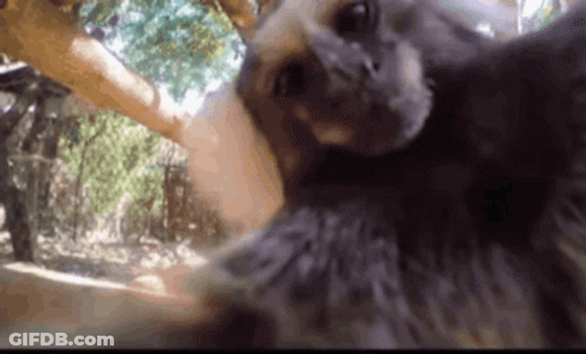 Cute Monkey Kissing The Camera GIF