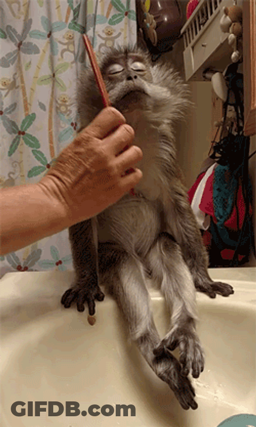 Cute Monkey Relaxing GIF