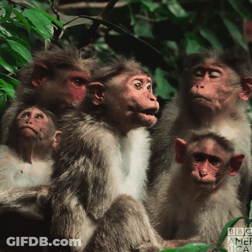 Cute Monkeys Look Up GIF