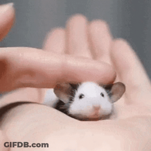 Cute Mouse Head Scratch GIF