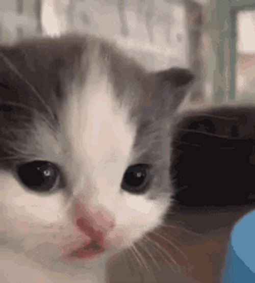 Cute Munchkin Cat Sad Eyes GIF