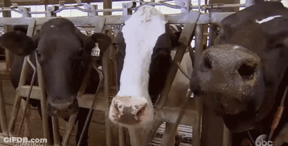 Cute Nodding Cow GIF