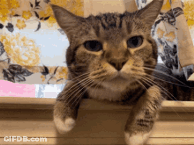 Cute Old Cat Sniffing Meow GIF