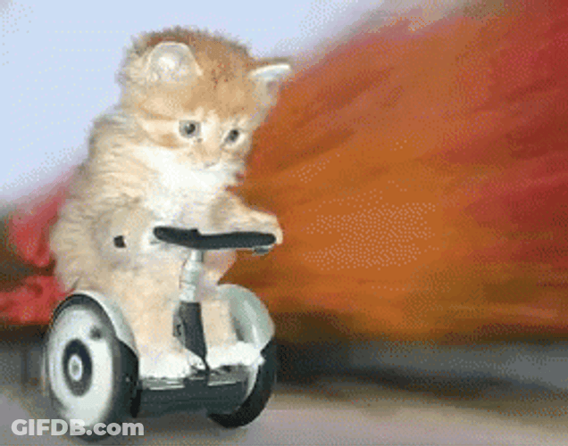 Cute Orange Cat Driving GIF