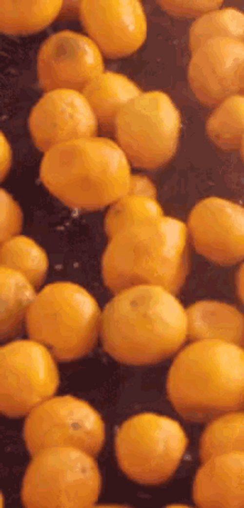 Cute Orange Fruits Bouncing GIF