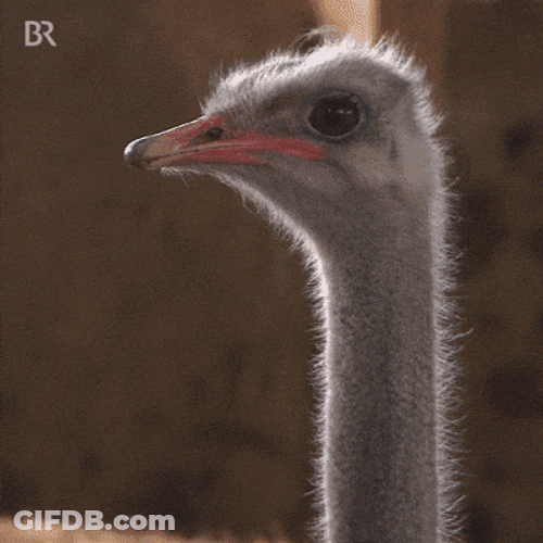Cute Ostrich Caught On Camera Yawning GIF